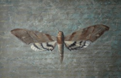 Moth
36” x 24”  SOLD