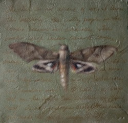 Little Moth on Olive
6" x 6"     SOLD