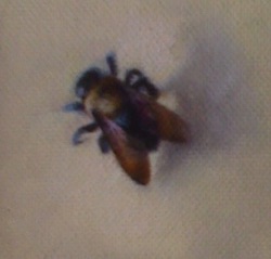 Bumblebee
2.75" x 2.75”   SOLD